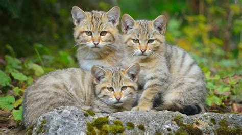 As Es El Gato Mont S El Cazador Que Extiende Sus Territorios A Lo