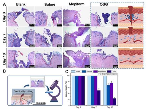 Histological Evaluation Of Wound Healing A Histological Analysis