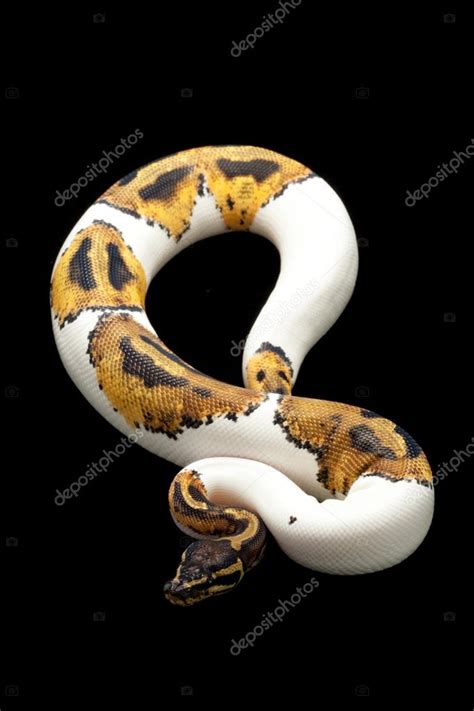 Piebald ball python — Stock Photo © fivespots #25862659