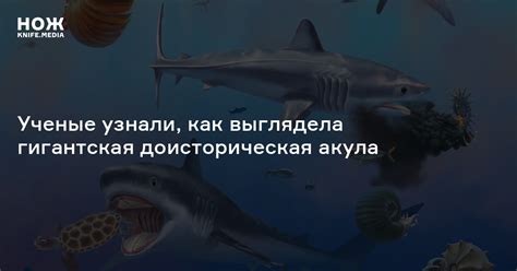 Ученые узнали, как выглядела гигантская доисторическая акула — Нож