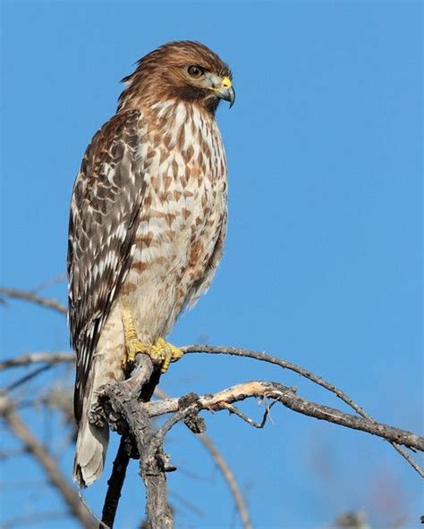 Red Shouldered Hawk Juvenile