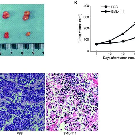 BML 111 Inhibits Tumor Growth In Mice A The Tumor Size Of Nude Mice