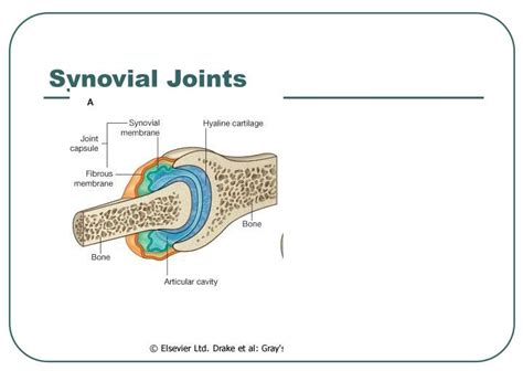 Ppt Overview Of Joint Movements Powerpoint Presentation Id 1184355