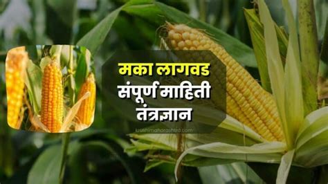 मका लागवड संपूर्ण माहिती तंत्रज्ञान Maize Planting कृषी महाराष्ट्र