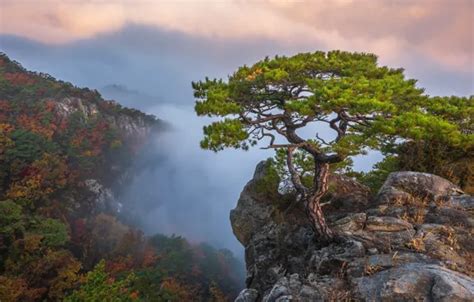 Wallpaper Autumn Clouds Landscape Mountains Nature Fog Tree