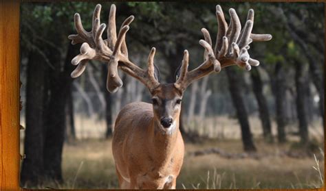 Our Top Whitetail Deer Breeder Bucks Deer Star Breeders The