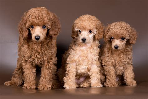 How To Care For A Miniature Poodle