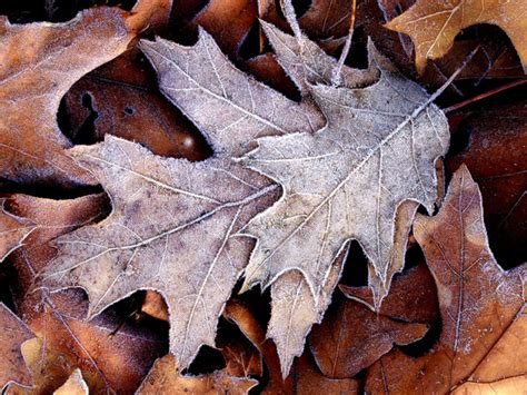 Capture Great Photographs of Fall Leaves: Macro Photography Tips