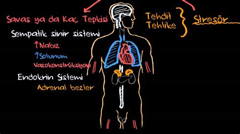 V Cudumuz Strese Nas L Tepki Verir Psikoloji Evreyi Alg Lama