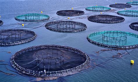 Featured Connection The Science Of Aquaculture Ocean Connect