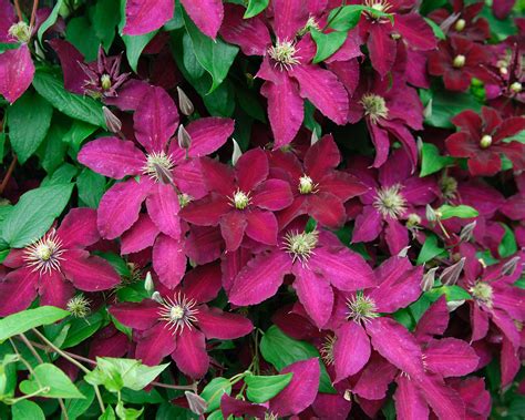 Best Screening Plants 12 Plants To Hide Garden Boundaries And Create Privacy Gardeningetc