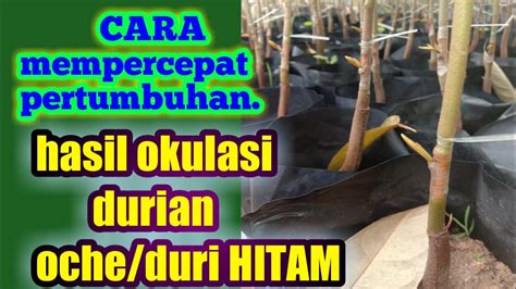 Hasil Okulasi Durian Duri Hitam Okulasi Durian Oche Youtube