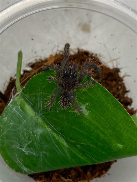 Phormingochilus Sp Rufus Peach Earth Tiger Tarantula