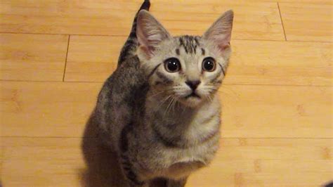 Kitten Jump Fail Youtube