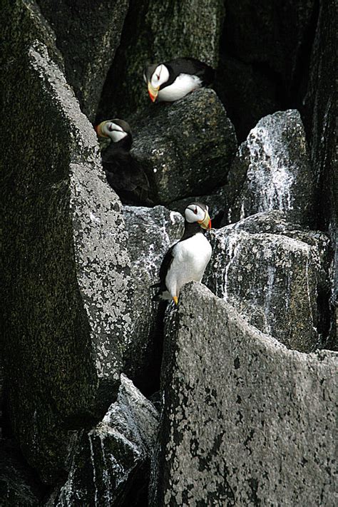 Horned Puffins Photograph by Al Beard | Fine Art America