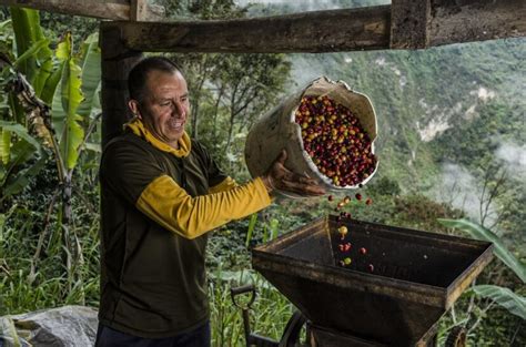 Café Colombiano Reporta Una Caída En El Mes De Mayo