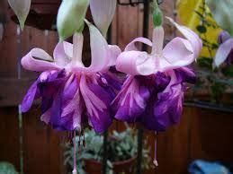 Fuchsia Hybrid "Royal Mosaic" Large marbled flower. | Brenlissa Online ...