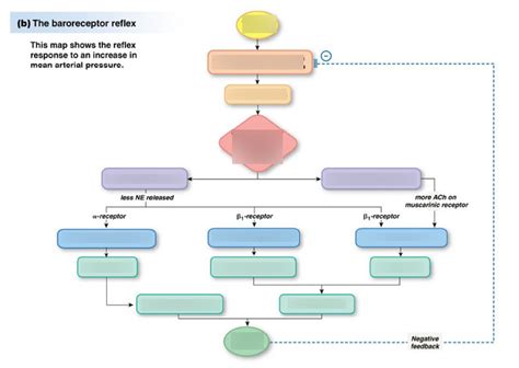 Baroreceptor Reflex Diagram Diagram | Quizlet