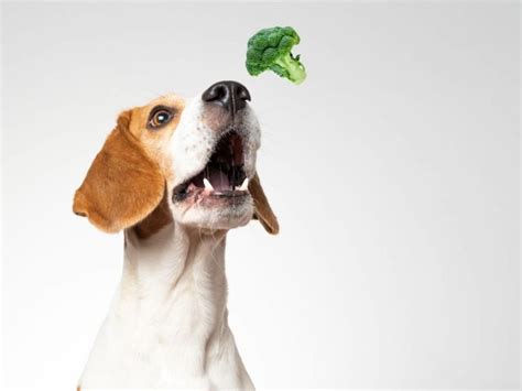 11 Easy Ways To Get Your Dog To Eat Their Vegetables