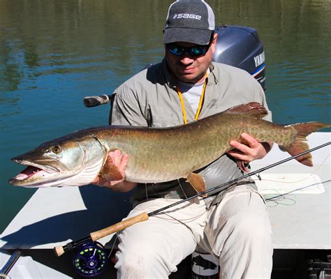 Fly Fishing Tn Caney Fork Guide