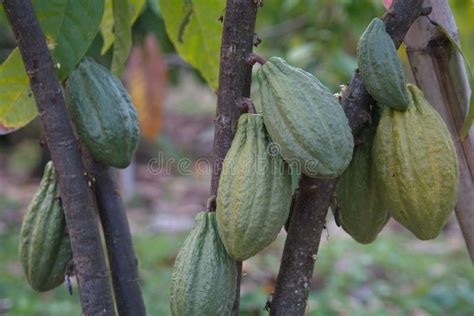 Cocoa Plants In Nature Background Stock Image Image Of Flower