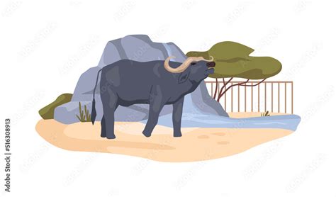 Buffalo In Bioreserve African Bovine Animal In Menagerie Ox In Zoo