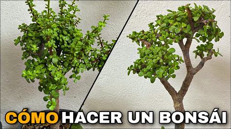 Como Hacer Un Bonsai De Portulacaria Afra Sin Esqueje A Bonsai