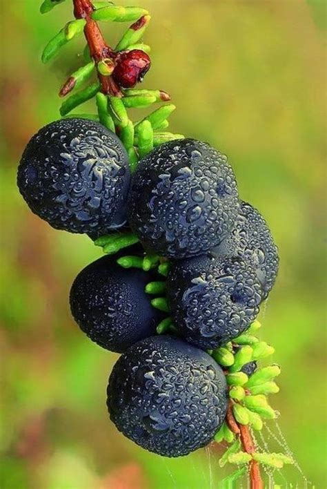 Imgfave Fruit Plants Exotic Fruit Beautiful Flowers Pictures