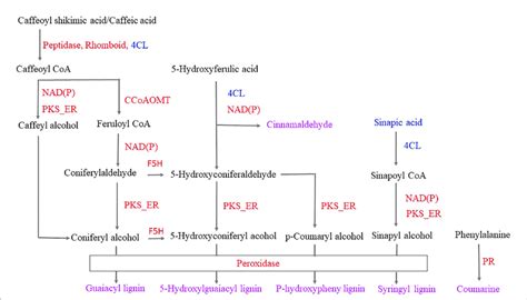 Responses Of The Phenylpropanoid Biosynthetic Pathway To Infestation