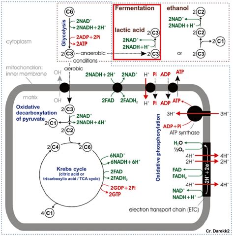 Typical Cellular Respiration Pathway In Eukaryotic Cells Red Box Download Scientific Diagram