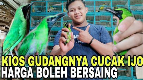 Kios Gudangnya Burung Cucak Ijo Harga Boleh Bersaing Kios Sendiy Di