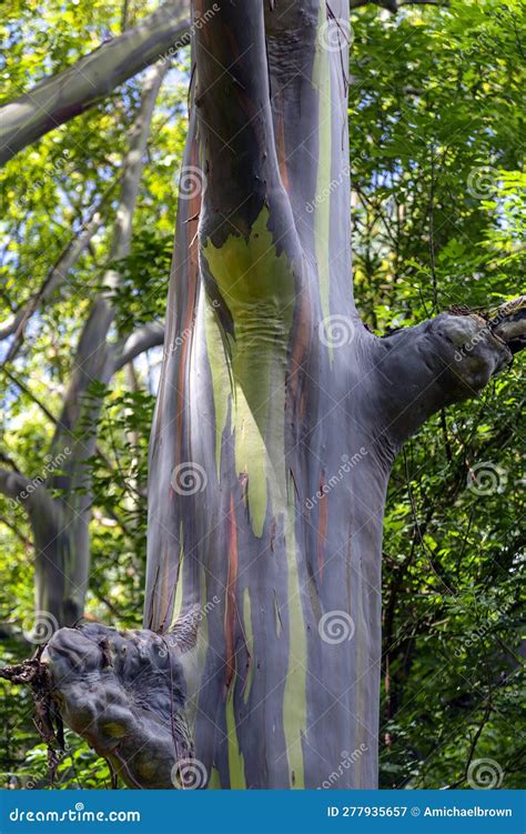 Rainbow Eucalyptus Gum Tree Kauai Hawaii Stock Image Image Of