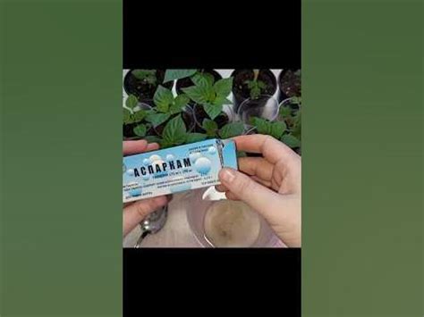 Подкормите рассаду аспаркамом! - YouTube