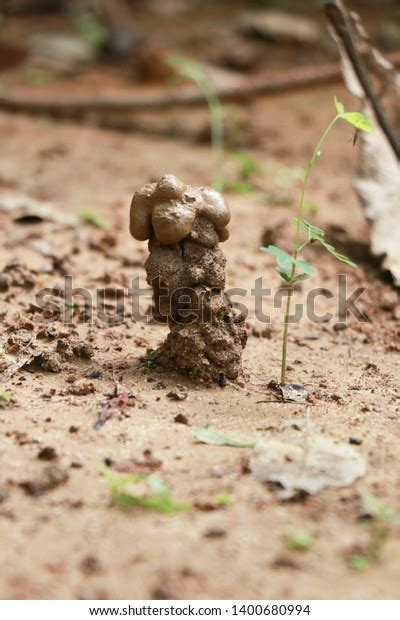 Earthworm Home Indian Garden Soil Heaped Stock Photo 1400680994