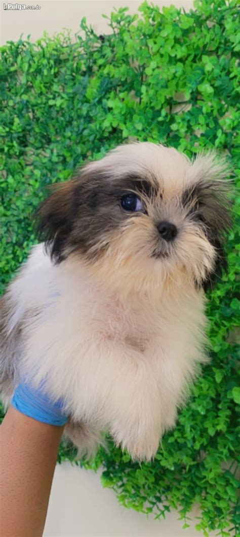 Shih Tzu Hembra Lapulga Do La Pulga Virtual