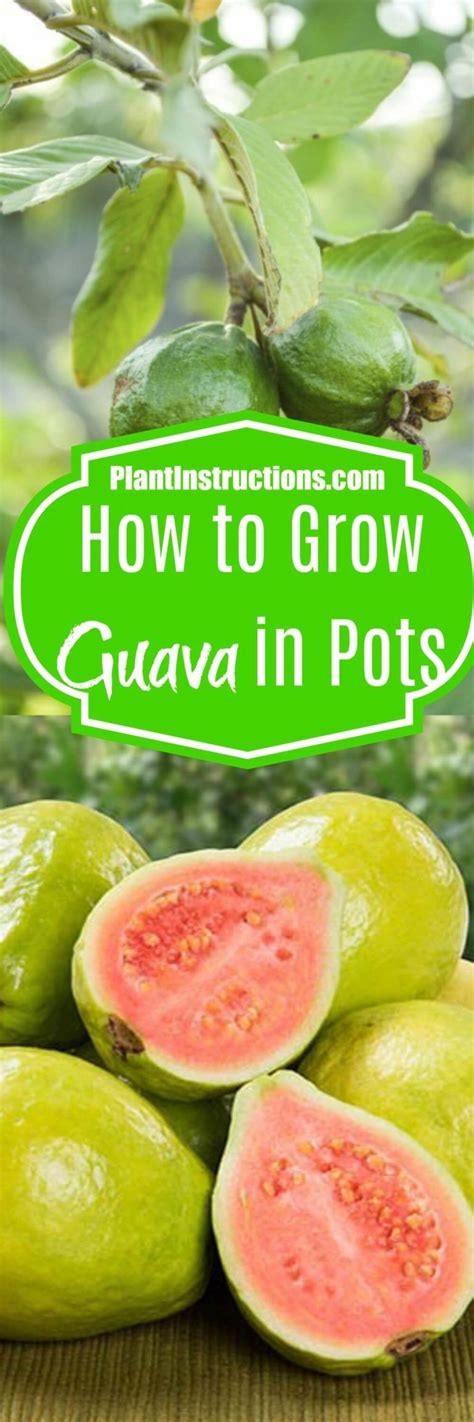 How To Grow Guava In Pots Guava Plant Guava Tree Guava