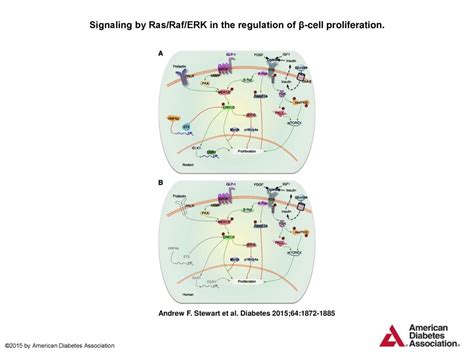 Signaling By Ras Raf Erk In The Regulation Of β Cell Proliferation