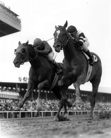 Affirmed (FL) | National Museum of Racing and Hall of Fame