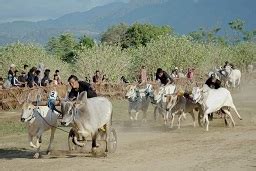 Lomba Sapi Gerobak Lestarikan Budaya Olahraga Tradisional Harian