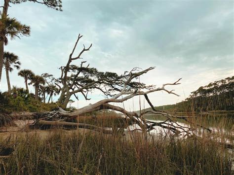 Boneyard Beach Boneyard Beach Sc A Coastal Hidden Gem In Beaufort