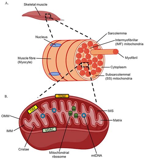 Ijms Free Full Text Transcription Factor Movement And Exercise