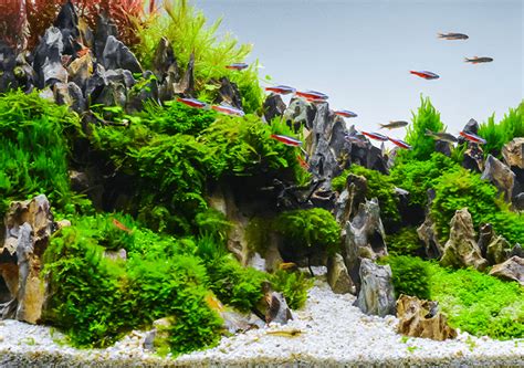 Acuario Plantado Guía de mantenimiento para principiantes