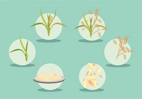 Rice Field Vector Set 126015 Vector Art at Vecteezy