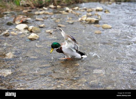 Mallard Duck Landing In Water Stock Photo Alamy