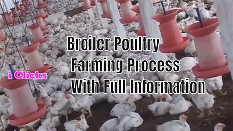 Broiler Poultry Farming Process With Full Information Youtube