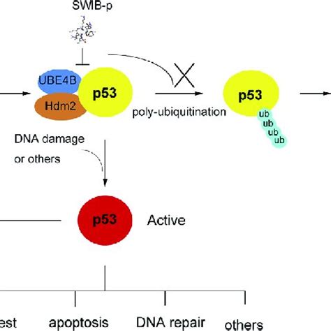 Model Of P Regulation And Targeting The P Ube B Interaction P Is