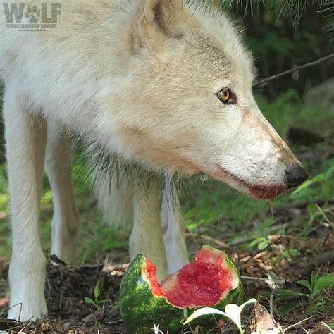 A Wolf Eating A Piece Of Watermelon On The Ground