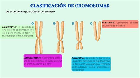 Clasificación de cromosomas Bosque uDocz