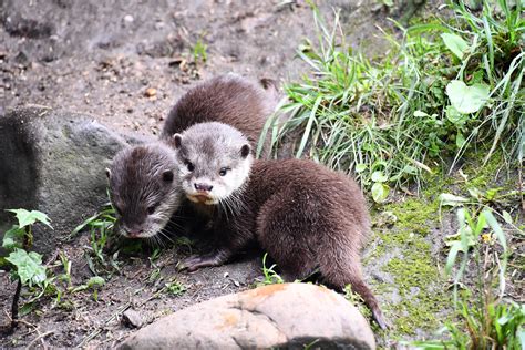 Fütterungen Tierpark Kloster Riesa