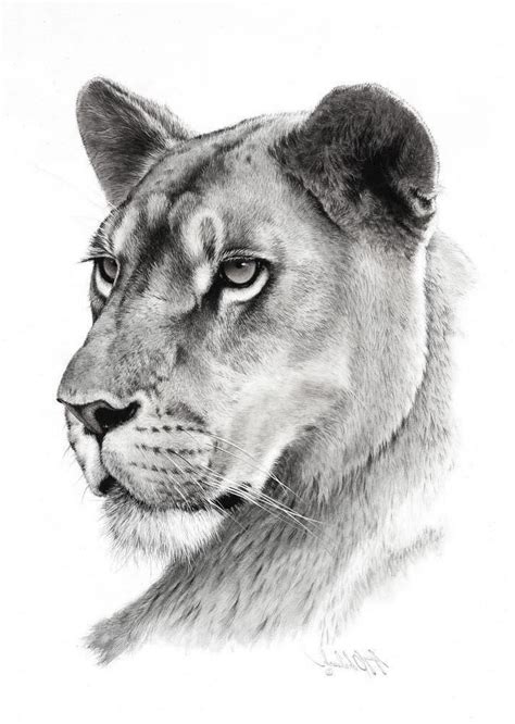 Black And Grey Lioness Tattoo Design